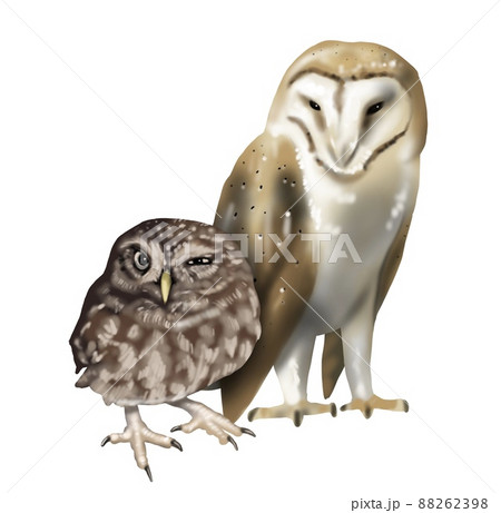 Watercolor illustration of an owl small. Northern pygmy owl and barn owl. winks sweet. Realistic image. 88262398