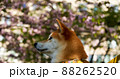 Shiba Inu looks to the left in park with blooming sakura behind him  88262520