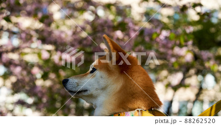 Shiba Inu looks to the left in park with blooming sakura behind him  88262520