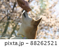 Shiba Inuduring training in the park with blooming sakura behind 88262521