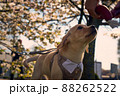Cute Labrador Retriever in suit with sakura blooming flowers behind 88262522