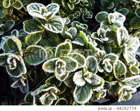 イエルバブエナミントに降りた霜 88262774