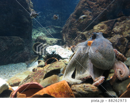 蛸壺とタコ 88262973