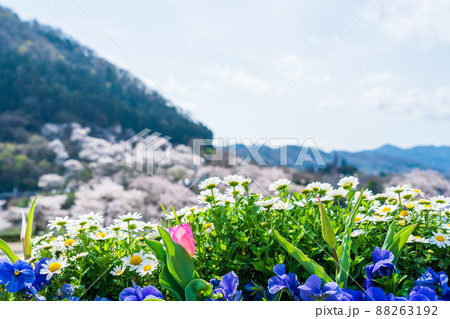 春の花壇 津久井湖城山公園 春の花壇 津久井湖城山公園 88263192