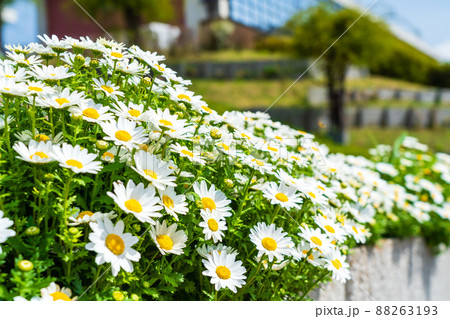 春の花壇 春の花壇 88263193