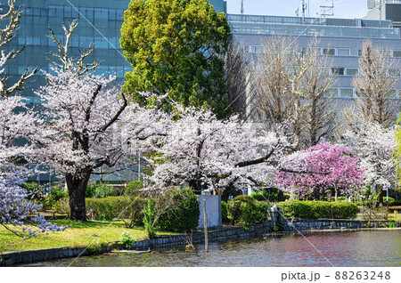 東京都　上野公園　不忍池　満開の桜 88263248