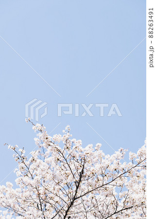 春 桜 花 88263491