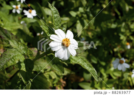 オオバナセンダングサ、オオバナノセンダングサ、アワユキセンダングサ、タチアワユキセンダングサ 88263977