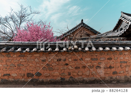 花 春 梅 88264128