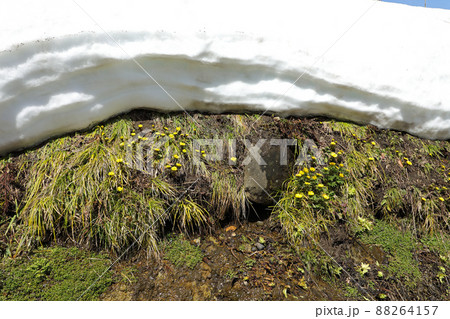 雪解けを追って花開くフクジュソウ 福島県只見町 雪解けを追って花開くフクジュソウ 福島県只見町 88264157