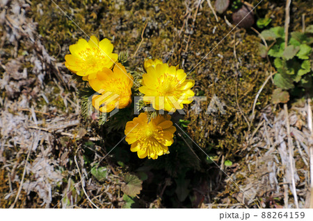 雪解けを追って花開くフクジュソウ 福島県只見町 雪解けを追って花開くフクジュソウ 福島県只見町 88264159