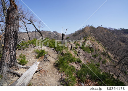 桐生市菱町から仙人ケ岳登山コースを登る。黒川左岸の尾根の仙人ケ岳登山道 2014年の林野火災の跡 桐生市菱町から仙人ケ岳登山コースを登る。黒川左岸の尾根の仙人ケ岳登山道 2014年の林野火災の跡 88264178