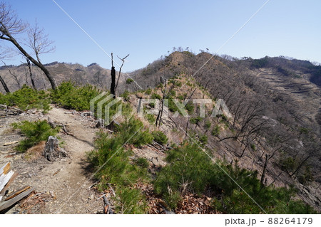 桐生市菱町から仙人ケ岳登山コースを登る。黒川左岸の尾根の仙人ケ岳登山道　2014年の林野火災の跡 88264179