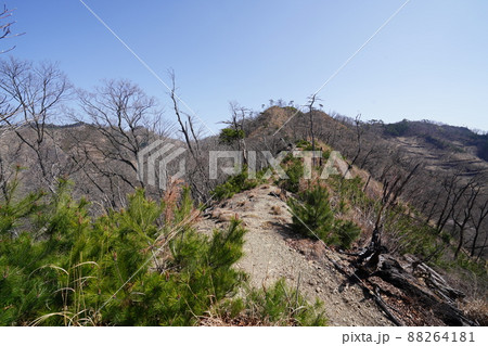 桐生市菱町から仙人ケ岳登山コースを登る。黒川左岸の尾根の仙人ケ岳登山道　2014年の林野火災の跡 88264181