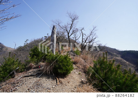 桐生市菱町から仙人ケ岳登山コースを登る。黒川左岸の尾根の仙人ケ岳登山道　2014年の林野火災の跡 88264182