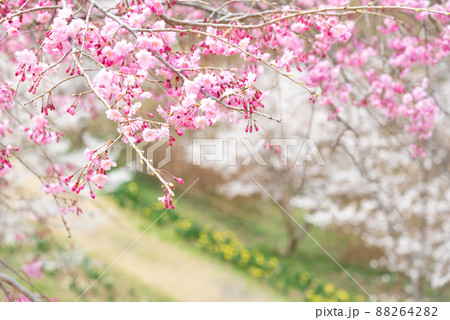里山に春が来た、ピンクの桜と黄色の水仙 88264282
