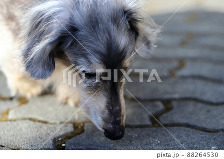 家の敷地をノーリードで散歩するハイシニアのミニチュアダックス　ブルータン 88264530