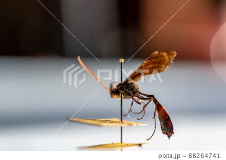 pinned ichneumon wasp specimen in an entomology insect collection pinned ichneumon wasp specimen in an entomology insect collection 88264741