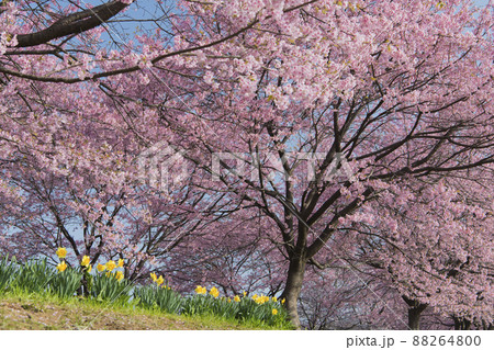 北浅羽桜堤公園 88264800