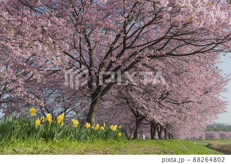 北浅羽桜堤公園 88264802
