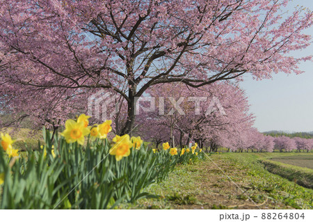 北浅羽桜堤公園 北浅羽桜堤公園 88264804