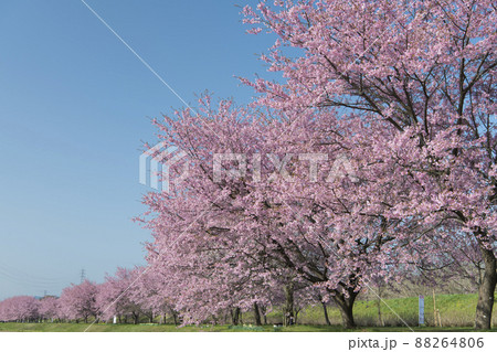 北浅羽桜堤公園 88264806