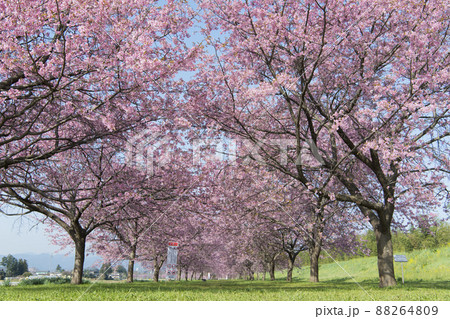北浅羽桜堤公園 北浅羽桜堤公園 88264809