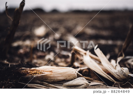 Corn cob missed during combining that was left in the field after harvesting. 88264849