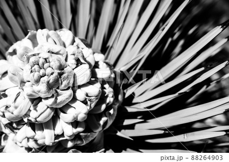Flowering bloom of a Yucca brevifolia at Joshua Tree National Park in California, USA Flowering bloom of a Yucca brevifolia at Joshua Tree National Park in California, USA 88264903