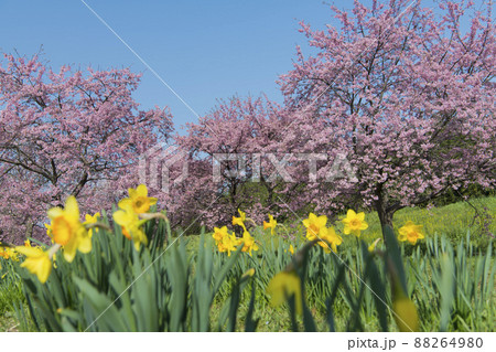 北浅羽桜堤公園 北浅羽桜堤公園 88264980