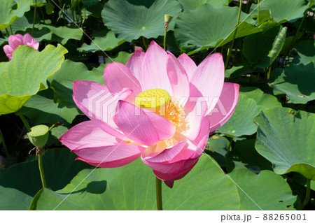 ハスの花 88265001