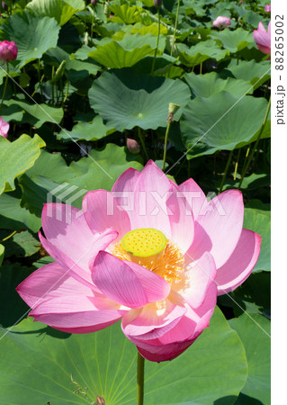 ハスの花 ハスの花 88265002