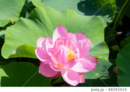 ハスの花 88265010