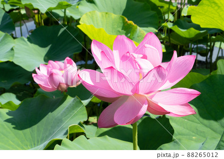 ハスの花 88265012