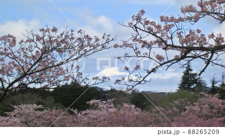 桜　春の満開の桜　さくらの里　富士山遠景 88265209