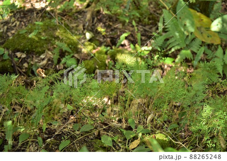 可愛い緑 88265248