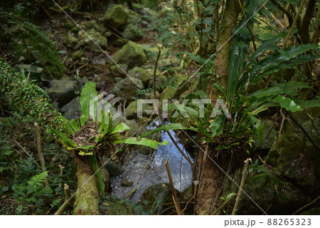 荒らされた緑 88265323