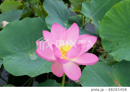 ハスの花 ハスの花 88265408