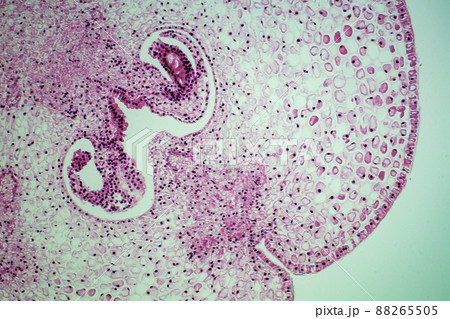 ユリの子房の断面 顕微鏡画像 ユリの子房の断面 顕微鏡画像 88265505