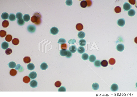 菜の花の花粉 顕微鏡画像 菜の花の花粉 顕微鏡画像 88265747