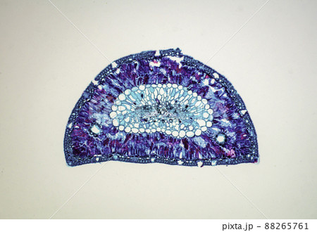 松の葉の横断面　顕微鏡画像 88265761