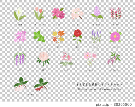 不同種類植物的手繪插圖集 88265860