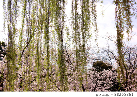 妙正寺公園の桜と柳の枝（3） 88265861