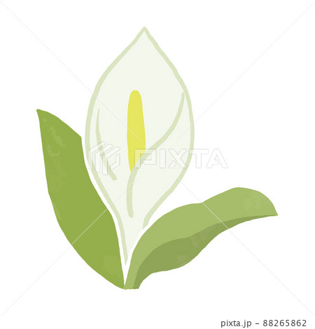 水芭蕉のシンプルな手描きベクターイラストのイラスト素材