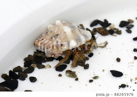 ケブカヒメヨコバサミ 88265976