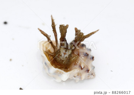 ケブカヒメヨコバサミ ケブカヒメヨコバサミ 88266017