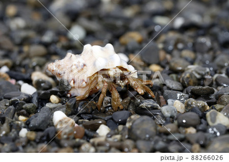 ケブカヒメヨコバサミ ケブカヒメヨコバサミ 88266026