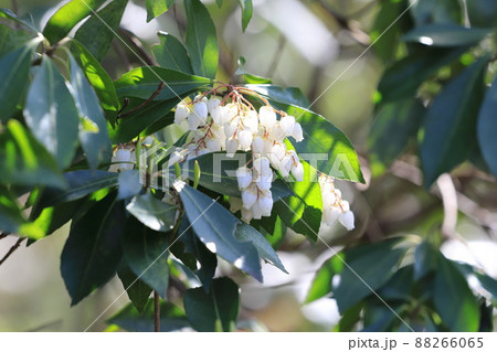 満開の馬酔木(あせび)の花 満開の馬酔木(あせび)の花 88266065