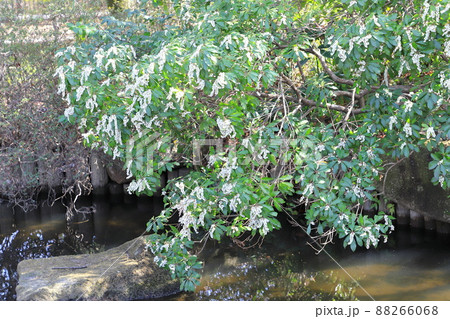 満開の馬酔木(あせび)の花 満開の馬酔木(あせび)の花 88266068
