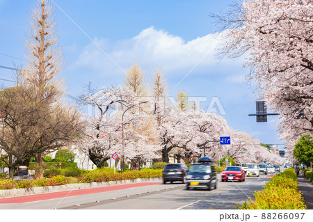 国立市　桜満開の大学通り 88266097